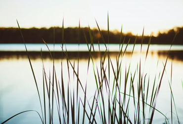 Clear Water Weed 